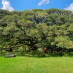 Figueira Centenária: Um Gigante Verde em Venâncio Aires