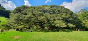 Figueira Centenária: Um Gigante Verde em Venâncio Aires