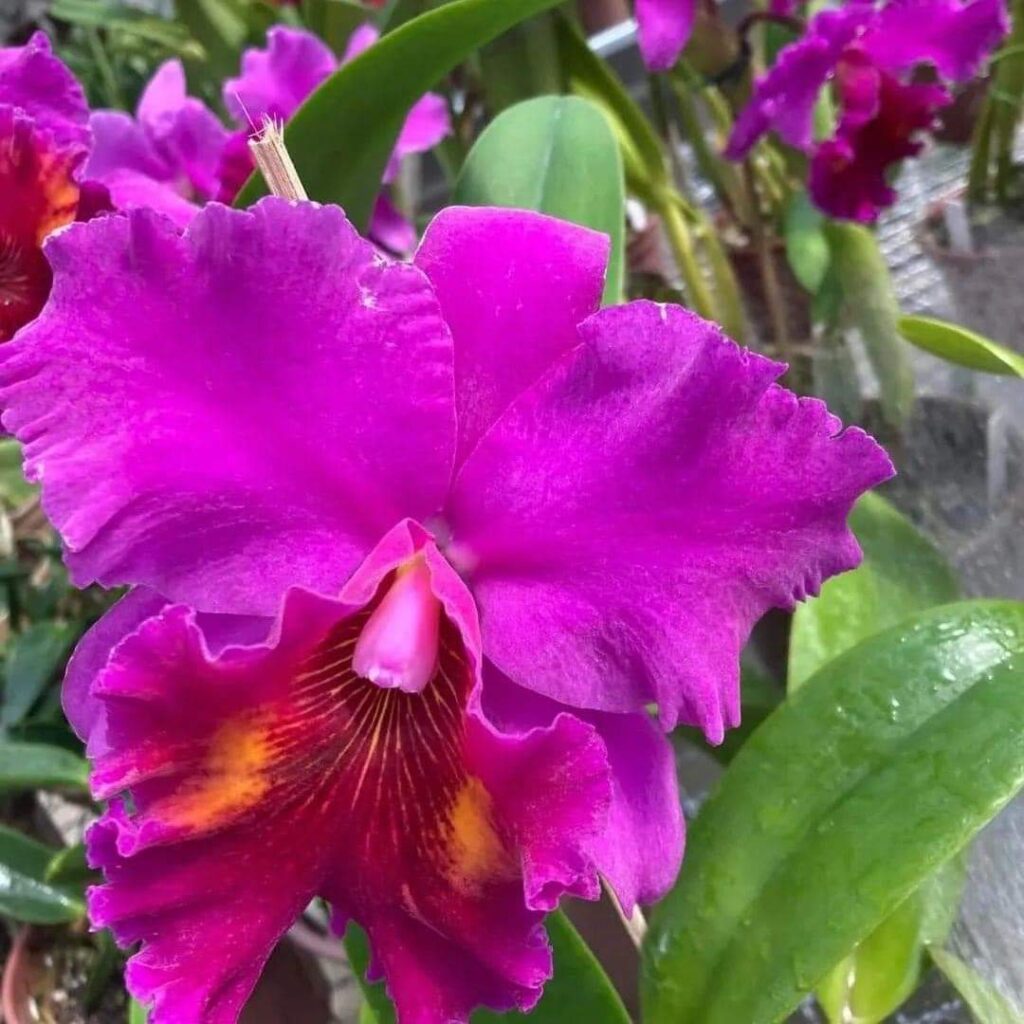 Chácara Recanto das Orquídeas