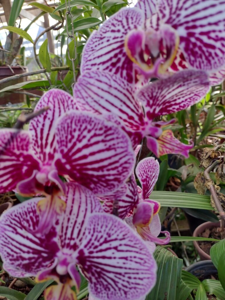 Chácara Recanto das Orquídeas