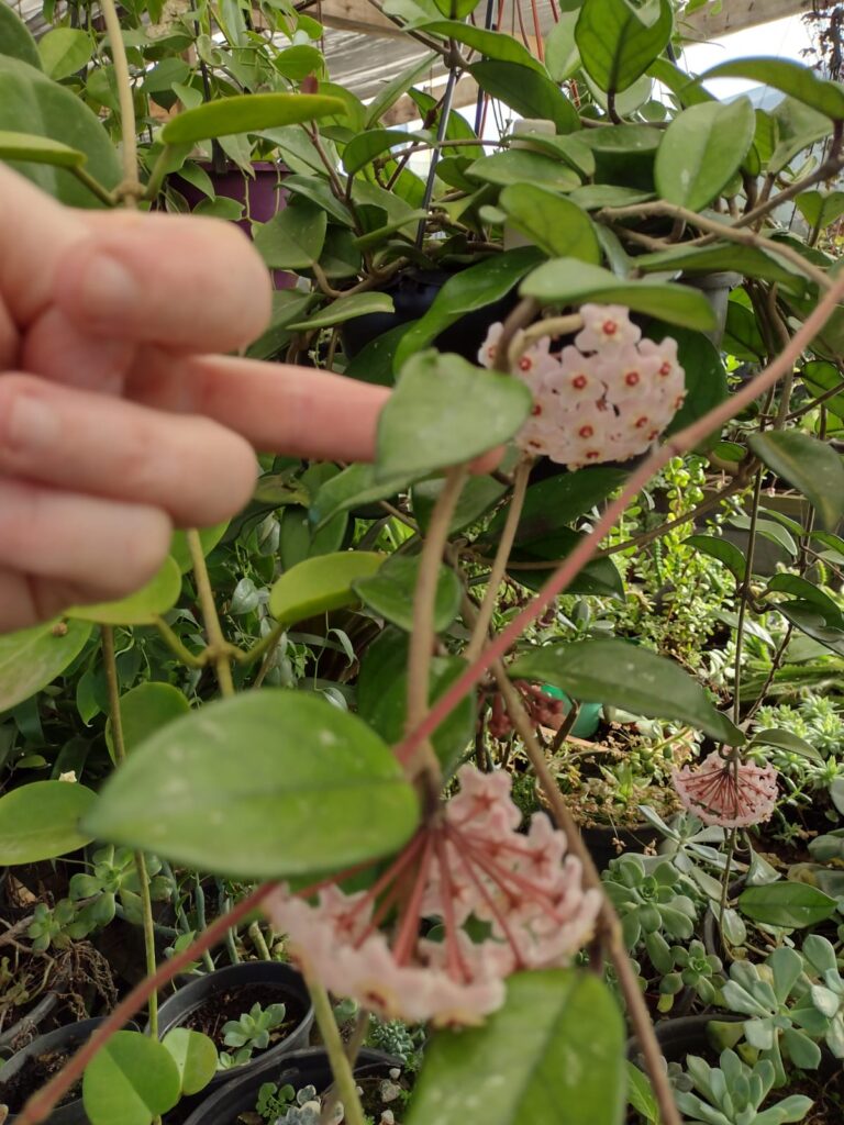 Chácara Recanto das Orquídeas